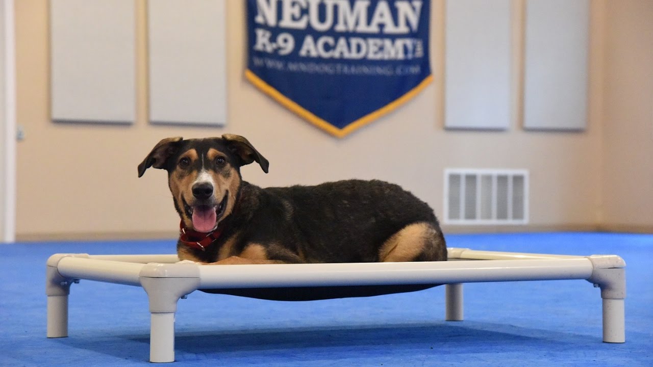 Henry - Advanced Dog Obedience Training Demonstration