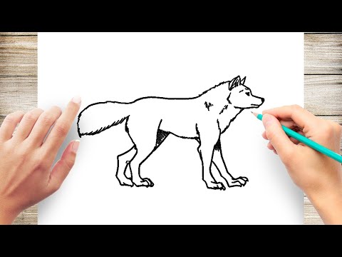 How To Draw Walking Wolf Step by Step