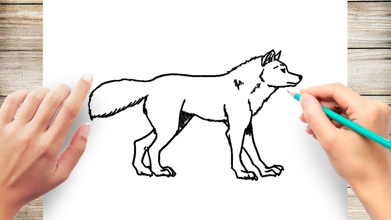 How To Draw Walking Wolf Step By Step Wolf Youtube