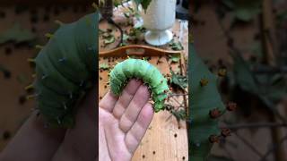 beautiful wild animal#beautiful #insects #viral #reels #funny #fyp #animals