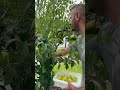 #yutubeshorts #yutube #doğa #bahçe #uzman #