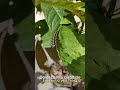 Caterpillar - Ulat Bulu