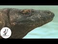 Jaws of Fire - The Komodo Dragon