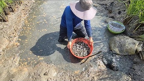 Rescue tilapia (T60)