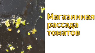 Рассада и возвратные заморозки