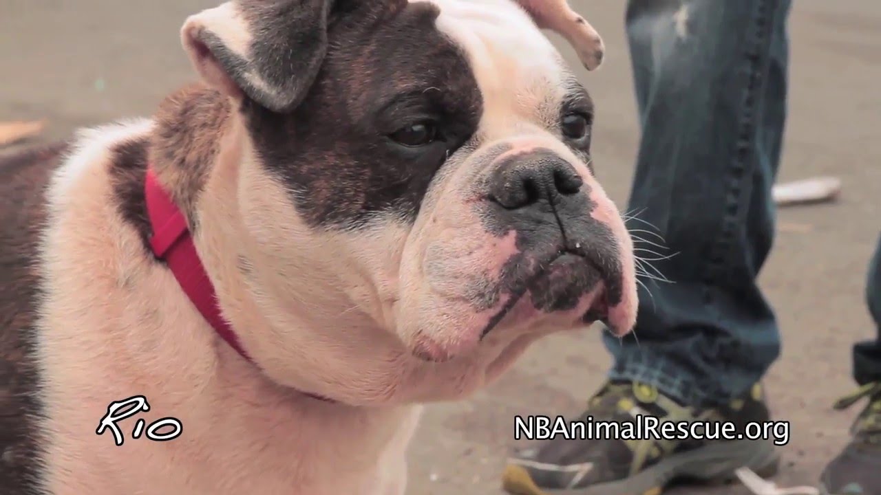 Rio at New Beginning Animal Rescue YouTube