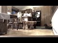Albany Dog Trainers | Delmar Dog Trainers | GSP Place with Distractions Albany Dog Trainers | Delmar Dog Trainers | GSP Place with Distractions