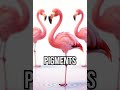 Nature’s strangest makeover #flamingos #science #funfact