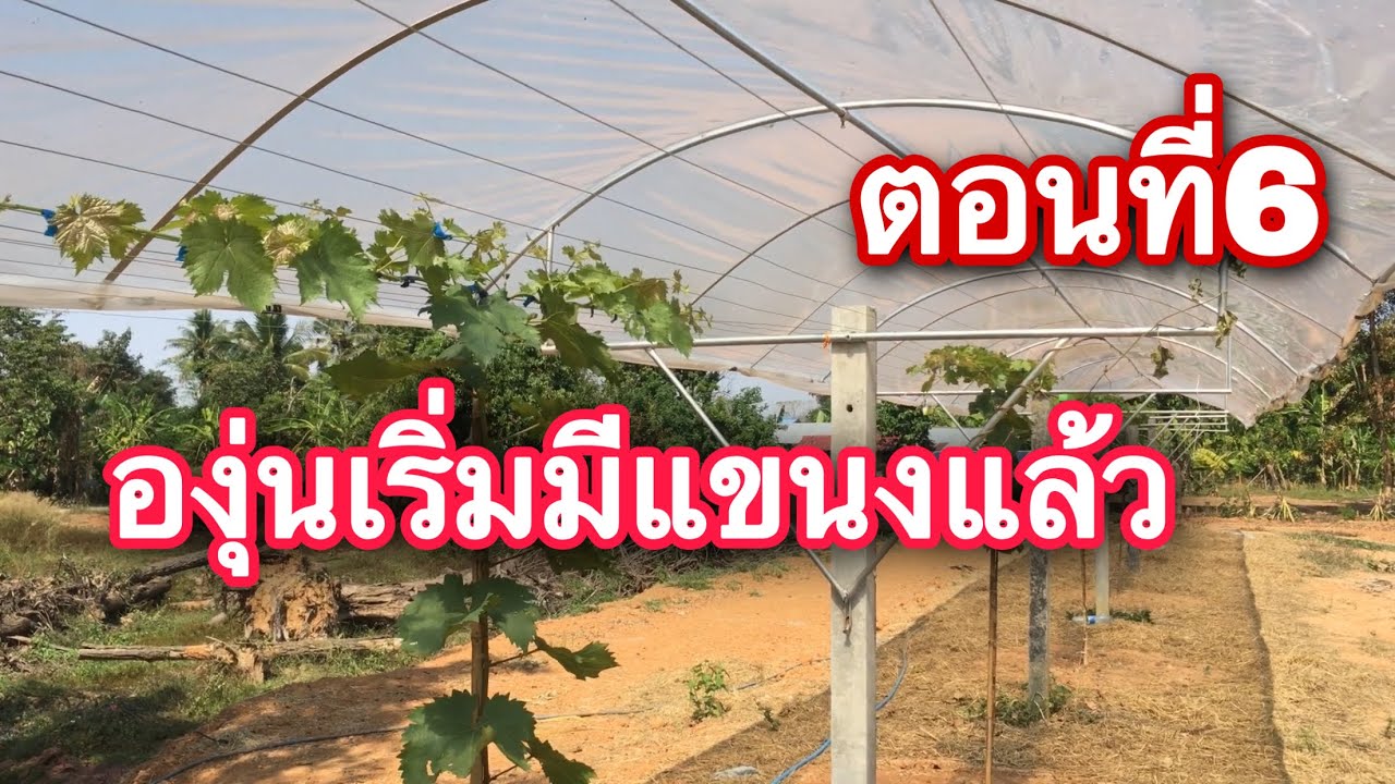 องุ่นบุรีรัมย์ตอนที่6 เริ่มมีกิ่งแขนงแล้ว
