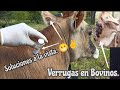 !Como prevenir y curar La papilomatosis o verrugas en Bovinos!🌄🐮Papilomatose ou verrugas em bovinos.