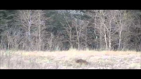 Wild boar Harvested in South Manitoba.