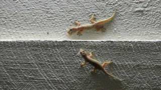 Geckos Eating Termites
