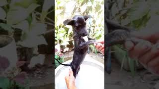 Dog bath time/ Dog cute videos/chokiPart1
