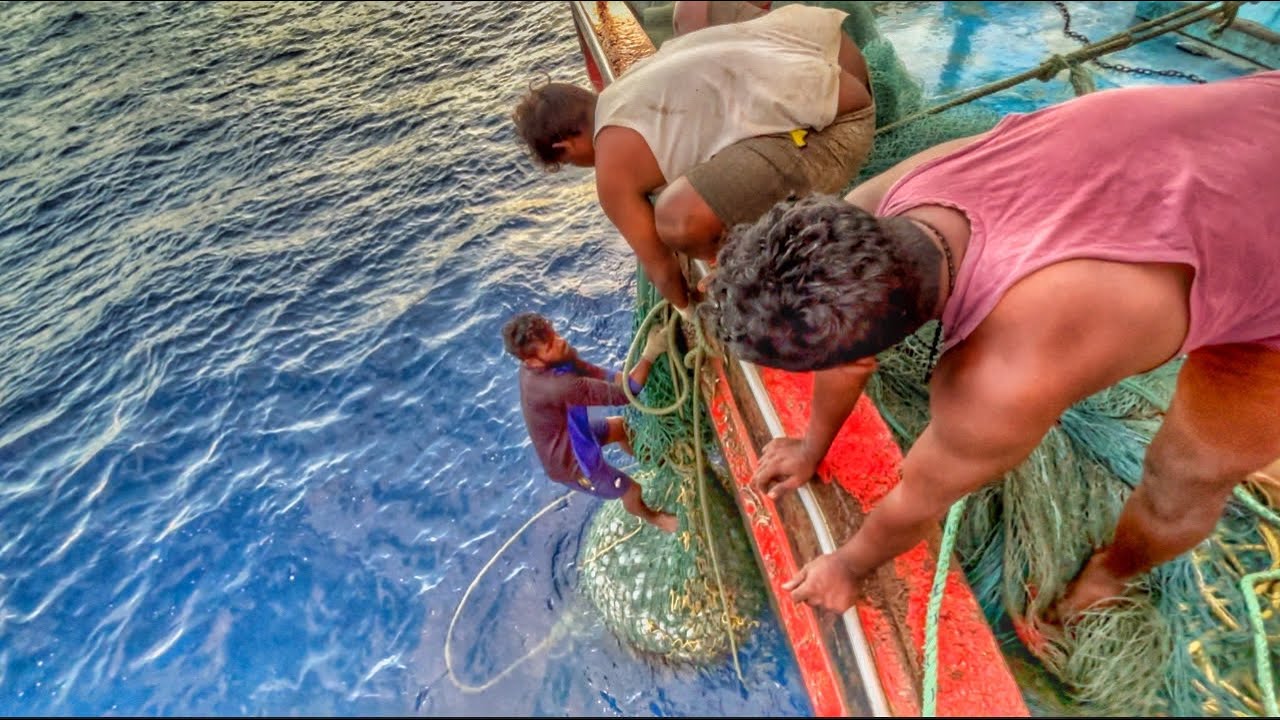 Fantastic🤩8Th Day Lot OF Caught Puffer Fish🐡 | Trawler Net Fishing Mangalore ✅