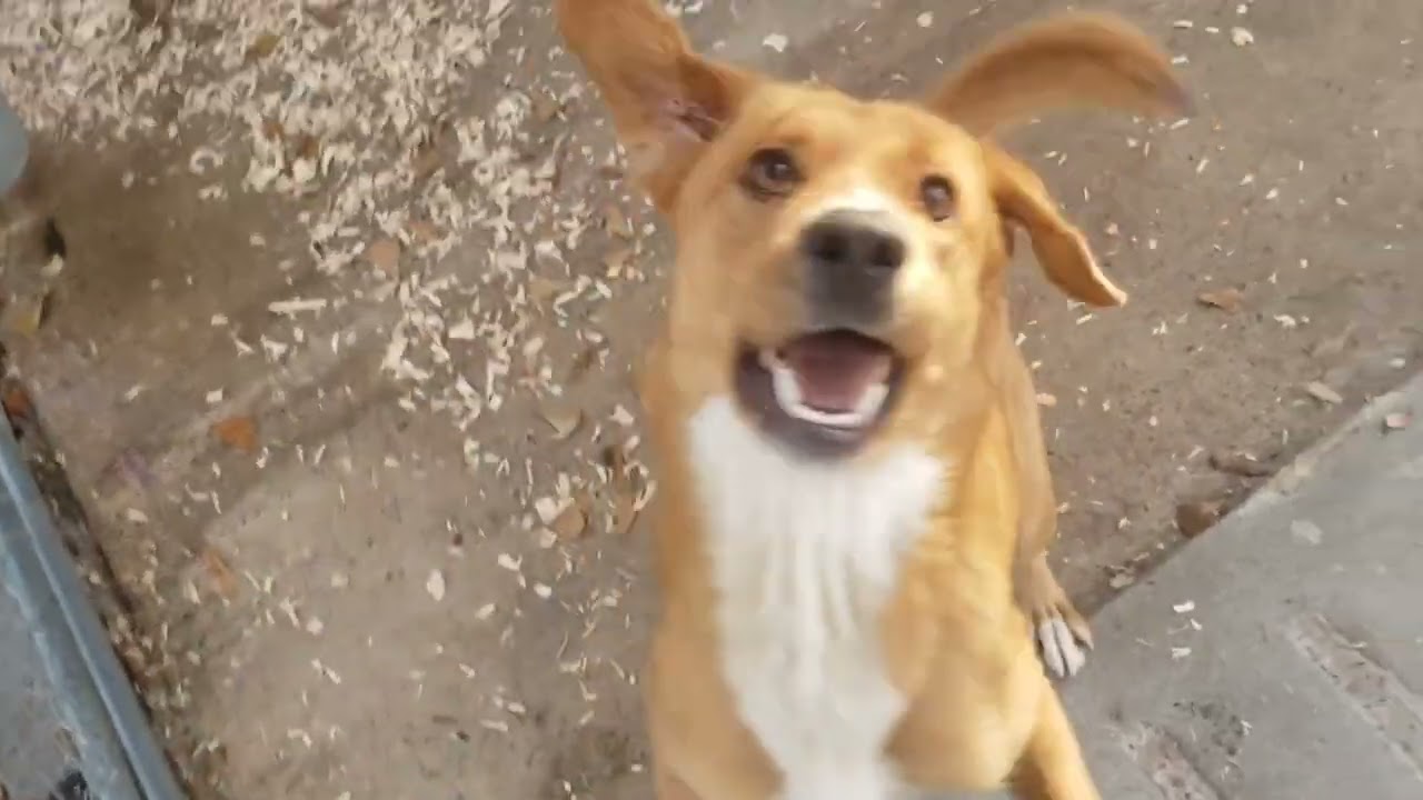 Grace is really playful and gentle.