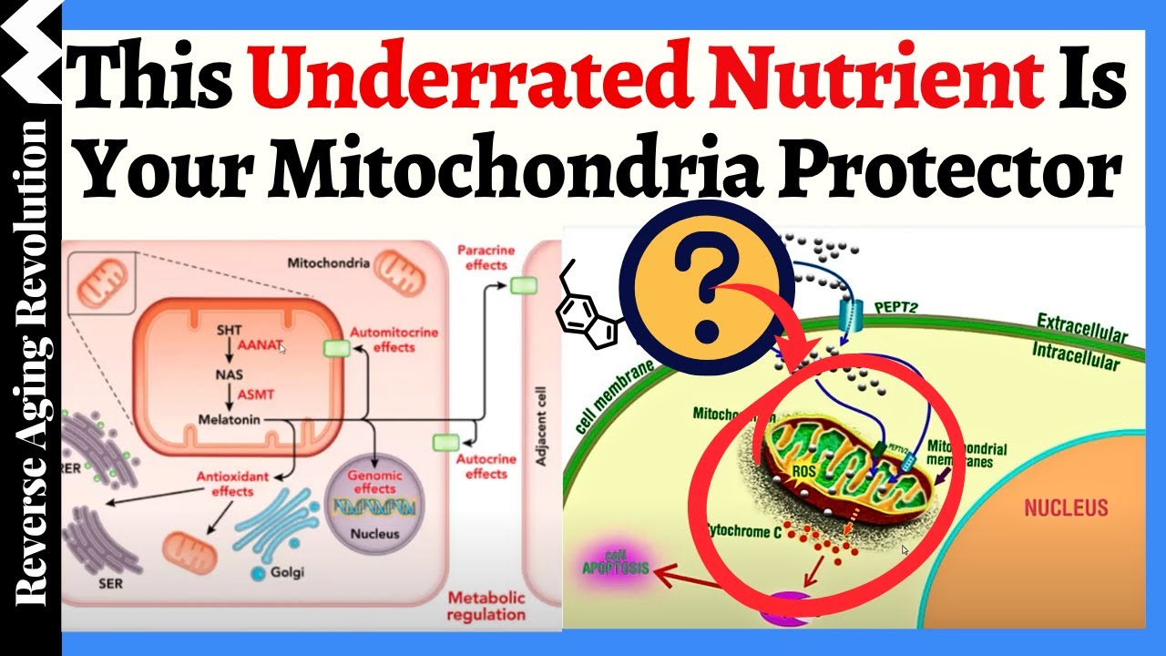 THIS Underrated Nutrient Protects Your Mitochondria — And Vitamin D Can’t Work Without It!