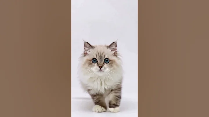 Video 11353391: meow kitty cutecat cats, kitten meow kitty cutecat, meow cute cat kitty, cat cute beautiful meow, purring, cat love