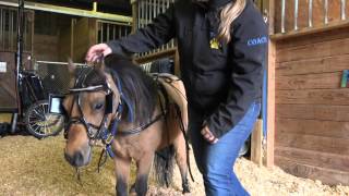 How To Harness A Miniature Horse