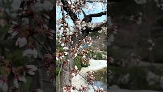 Copac flori albe IMG 6007