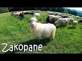 Мій перший похід в гори! Закопане. Польща. ч.3