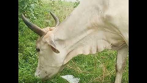 Sapi lucu | Lembu | Lembu Lucu | Suara Sapi | Sapi moo | #sapi #takurwinrimba