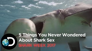 5 Things You Never Wondered About Shark Sex | Shark Week 2017
