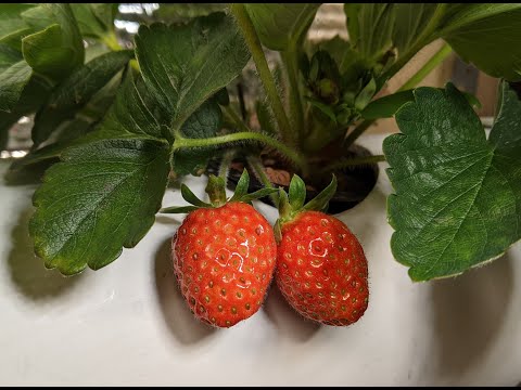 Video: Vlekkeloze Aardbeien In De Winter