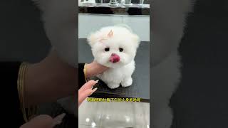 Let Me Show You A Little Bichon Frize That Went To Its New Home Happily In The United States. It’s