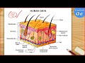 Human Skin Diagram Drawing Structure Of Skin Diagram Coloured Easy Skin Anatomy Diagram Easy 
