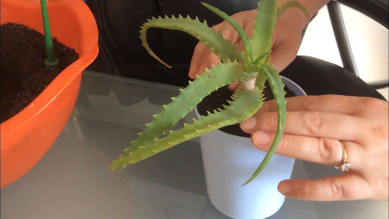 Корни алоэ. Столетник пересадка. Пересаживание алоэ. Пересаживание алоэ. Переукоренить алоэ.