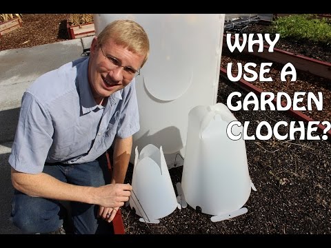 Why Use A Garden Cloche?