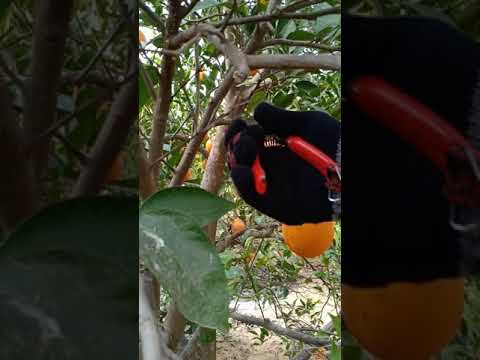 نموزج لطريقة تقليم اشجار البرتقال الصيفي