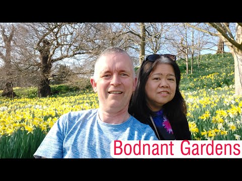 Bodnant Gardens in Spring     #nationaltrust #wales #daytrip #daffodils#walkingtour