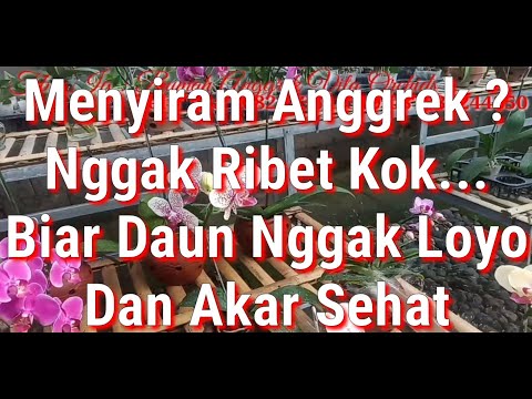 Video: Bagaimana Cara Menyiram Anggrek Pada Musim Sejuk? Berapa Kerap Anda Mesti Menyiram Semasa Berbunga? Berapa Kali Bayi Anggrek Mesti Disiram Di Rumah Pada Musim Sejuk?