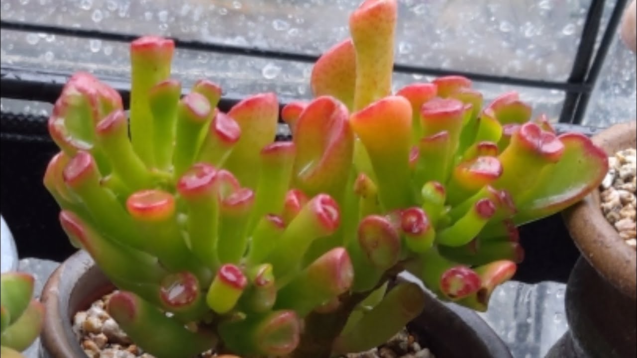 밤새내린 비 맞고 더 통통해진 우주목과 오로라succulents