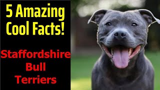 5 Fascinating Facts About Staffordshire Bull Terriers