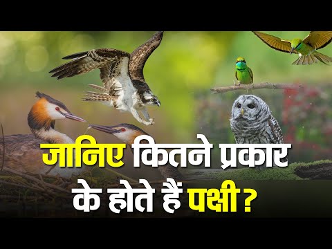 वीडियो: बज़र्ड (पक्षी): विवरण, फोटो। बज़र्ड पक्षी क्या खाता है?