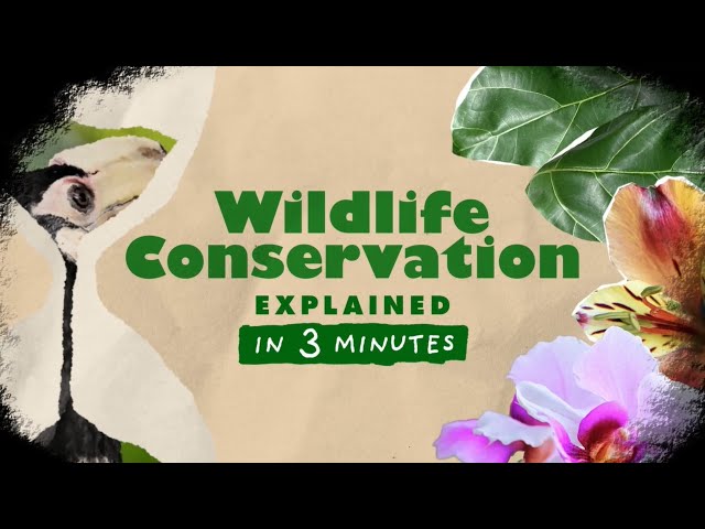 Wildlife Conservation | Explained in 3 Minutes #04 class=