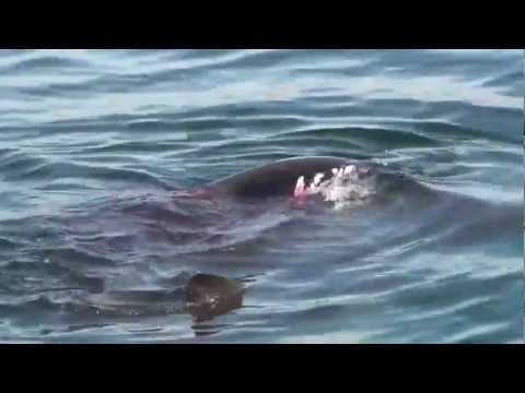 Great White Shark has seal for breakfast off the tip of Monomoy 8/22/12