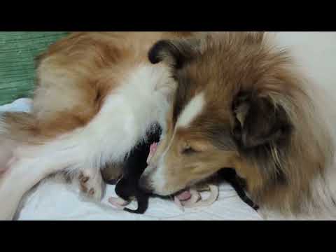 ﾗﾌｺﾘｰ　Motherlake Collies　ミコの子　生後1日目　20240901
