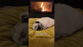 Well.. I couldn’t be more WRONG about this ‍♀ #dog #pug #funny #lazy