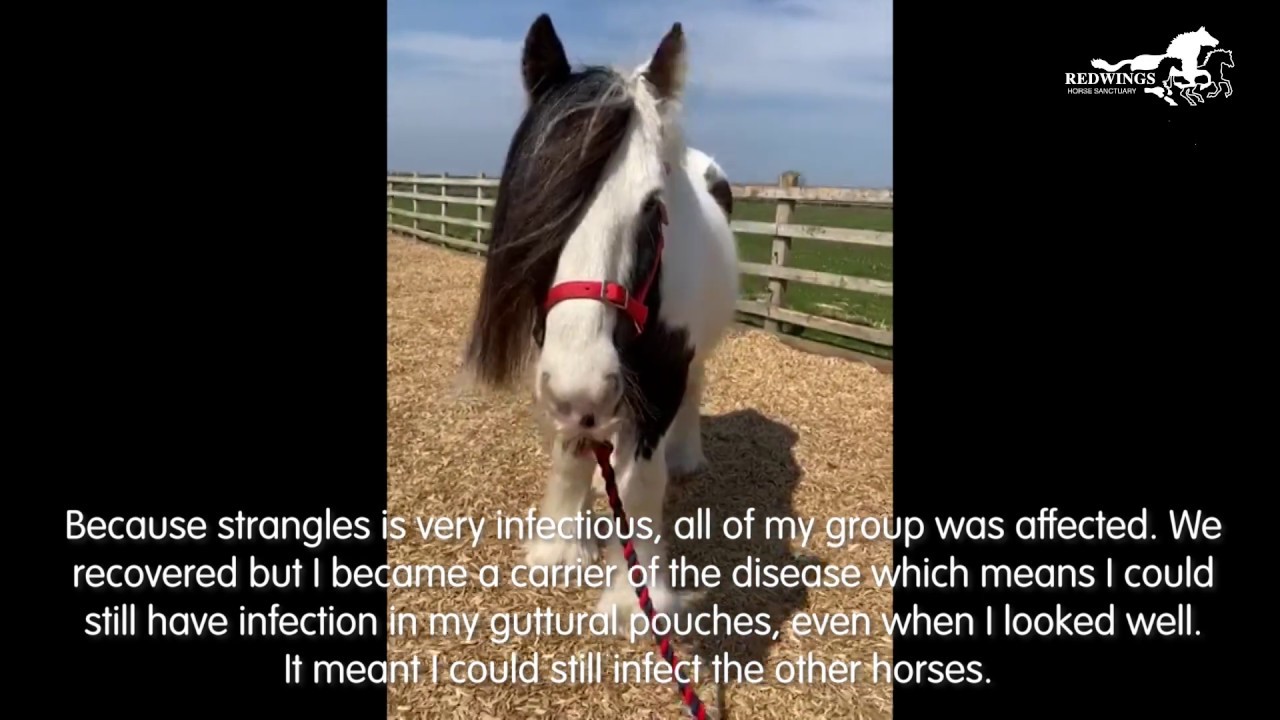 Meet Redwings Marmite