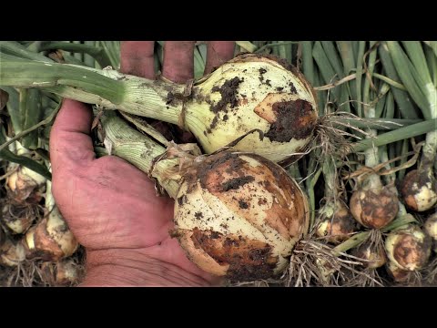 Видео: Болезни лука и борьба с ними - Предотвращение болезней, поражающих растения лука