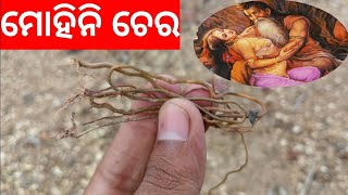 ମହନ ଚର Mohini Chera Mohini Oushadha Mohini Jad Mohini Vashikaran Tbc Odia Tecbigyan