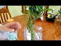 Watch how I prepare and display my new vanda in a glass vase.