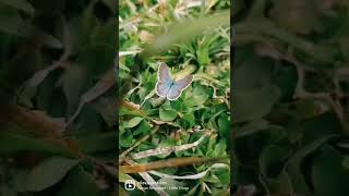 Magical Butterfly  shorts shorts shortsfeed butterfly kupukupu animals trending viral