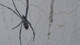 Argiope lobata spider