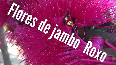 Como é a flor do pé de jambo?