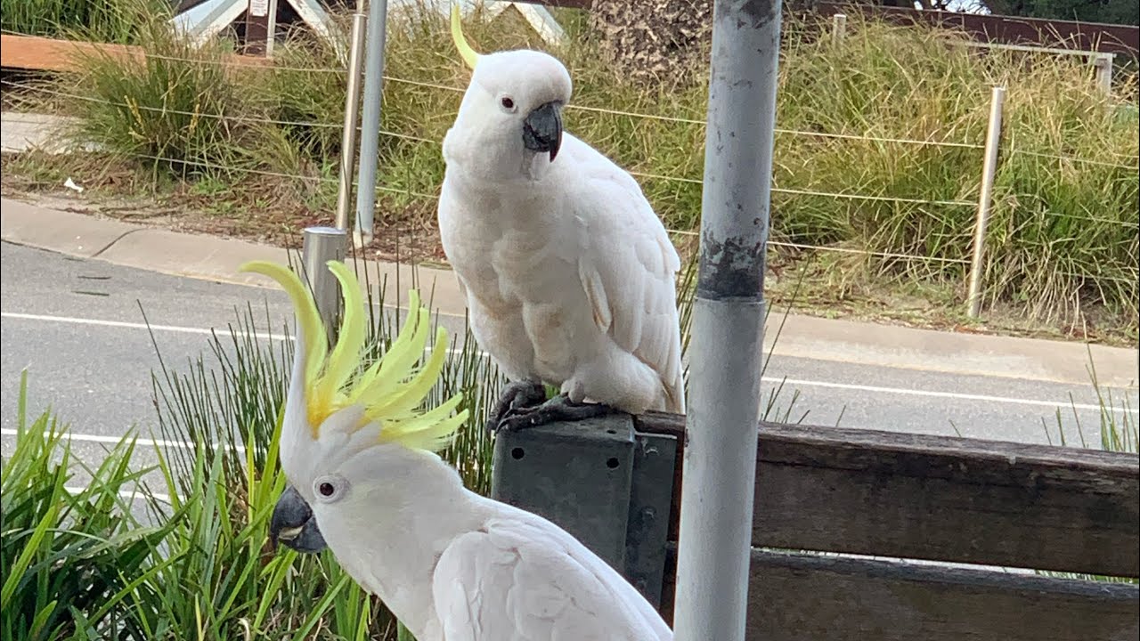 Cockatoo YouTube