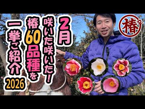 椿【60種類開花】2月なのにめちゃくちゃ咲いてる！園芸品種の彩り豊か